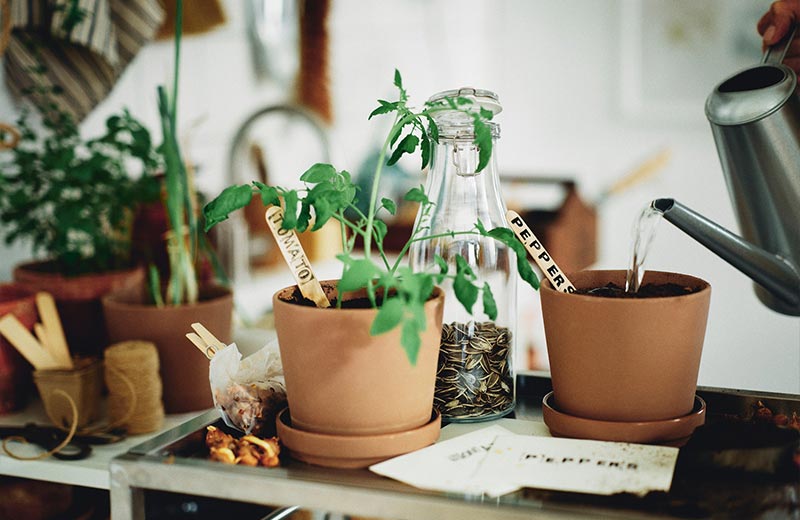 IKEA - Growing plants inside and outdoors