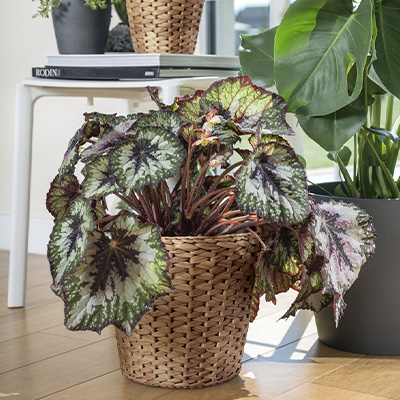 IKEA-fridfull su sumbulu rattan saksi 2