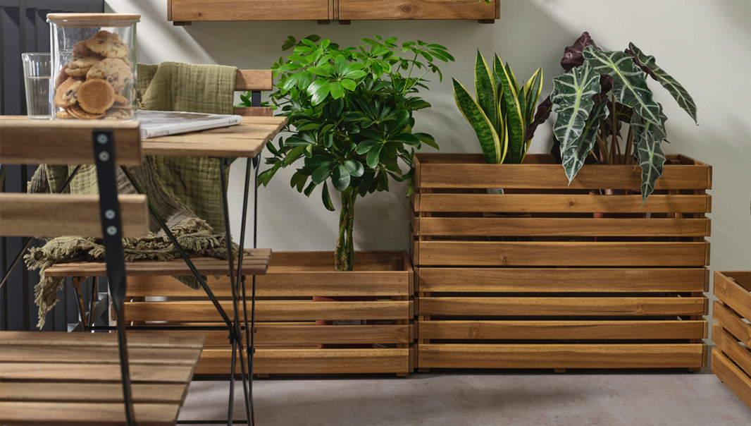 IKEA-stjarnanis akasya 75x27 ciceklik