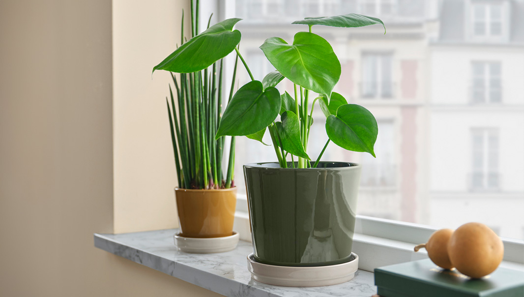 IKEA-klotlonn yesil bej toprak saksi