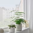 IKEA - GLACIARBJÖRN, concrete plant pot, white, 12 cm