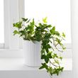IKEA - HEDERA HELIX, potted plant, green, 13 cm