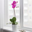 IKEA - PHALAENOPSIS, canlı bitki, yeşil, 12 cm