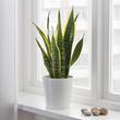 IKEA - SANSEVIERIA TRIFASCIATA	, potted plant, green, 14 cm