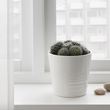 IKEA - CACTACEAE, canlı bitki, yeşil, 12 cm
