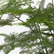 IKEA - ASPARAGUS SETACEUS, potted plant, green, 12 cm