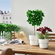 IKEA - FEJKA, artificial plant, dark red, 9 cm