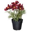 IKEA - FEJKA, artificial plant, dark red, 9 cm