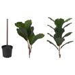 IKEA - FEJKA, artificial plant, green, 19 cm