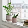 IKEA - BUSKKAPRIFOL, stoneware plant pot, grey, 9 cm