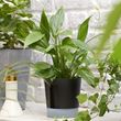 IKEA - VARDTRAD, self-watering plant pot, anthracite, 12 cm