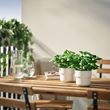 IKEA - FEJKA, yapay bitki, yeşil, 9 cm