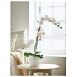 IKEA - FEJKA, artificial plant, white, 12 cm