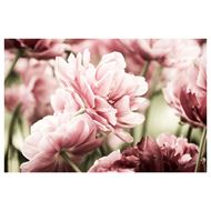 light pink tulips