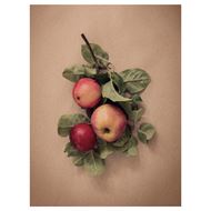 leaves with apples