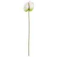 anthurium