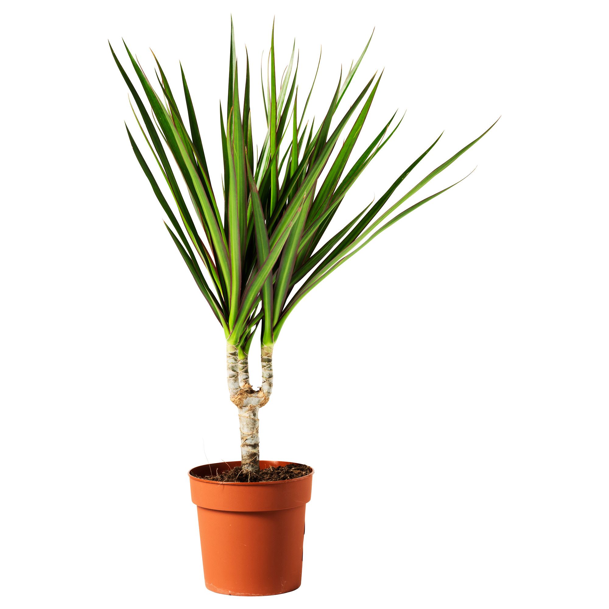 DRACAENA MARGINATA yeil 12 cm canl bitki - 80507156 | IKEA