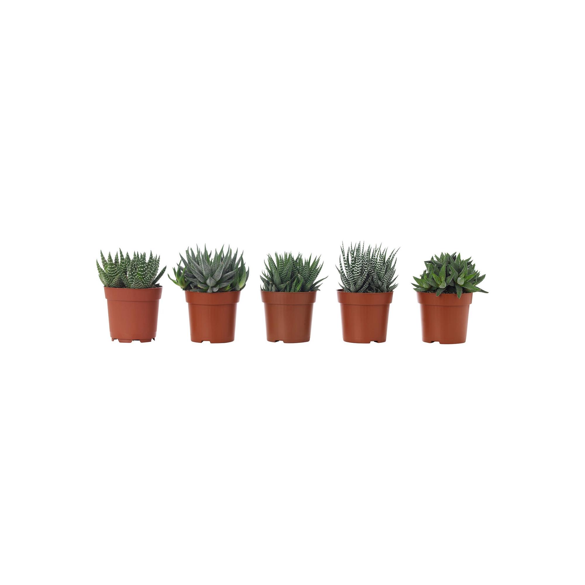 【HUTTE.】新品☆植物版画　plantsiro HUTTE ERIKO HAWORTHIA green 8.5 cm potted plant - 10636190 | IKEA