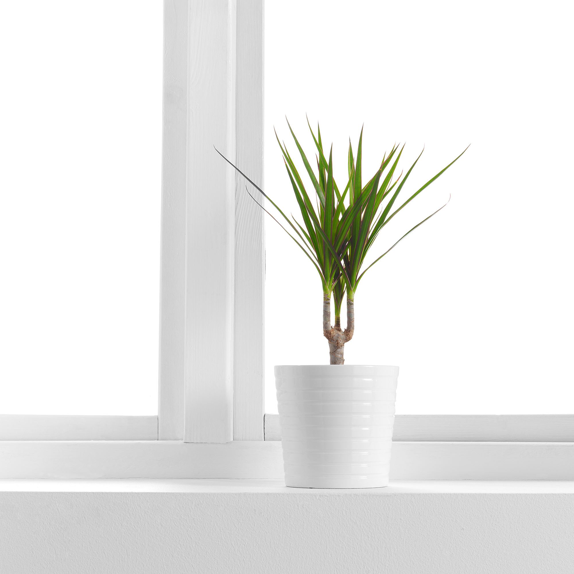 DRACAENA MARGINATA yeşil 12 cm canlı bitki - 80507156 | IKEA