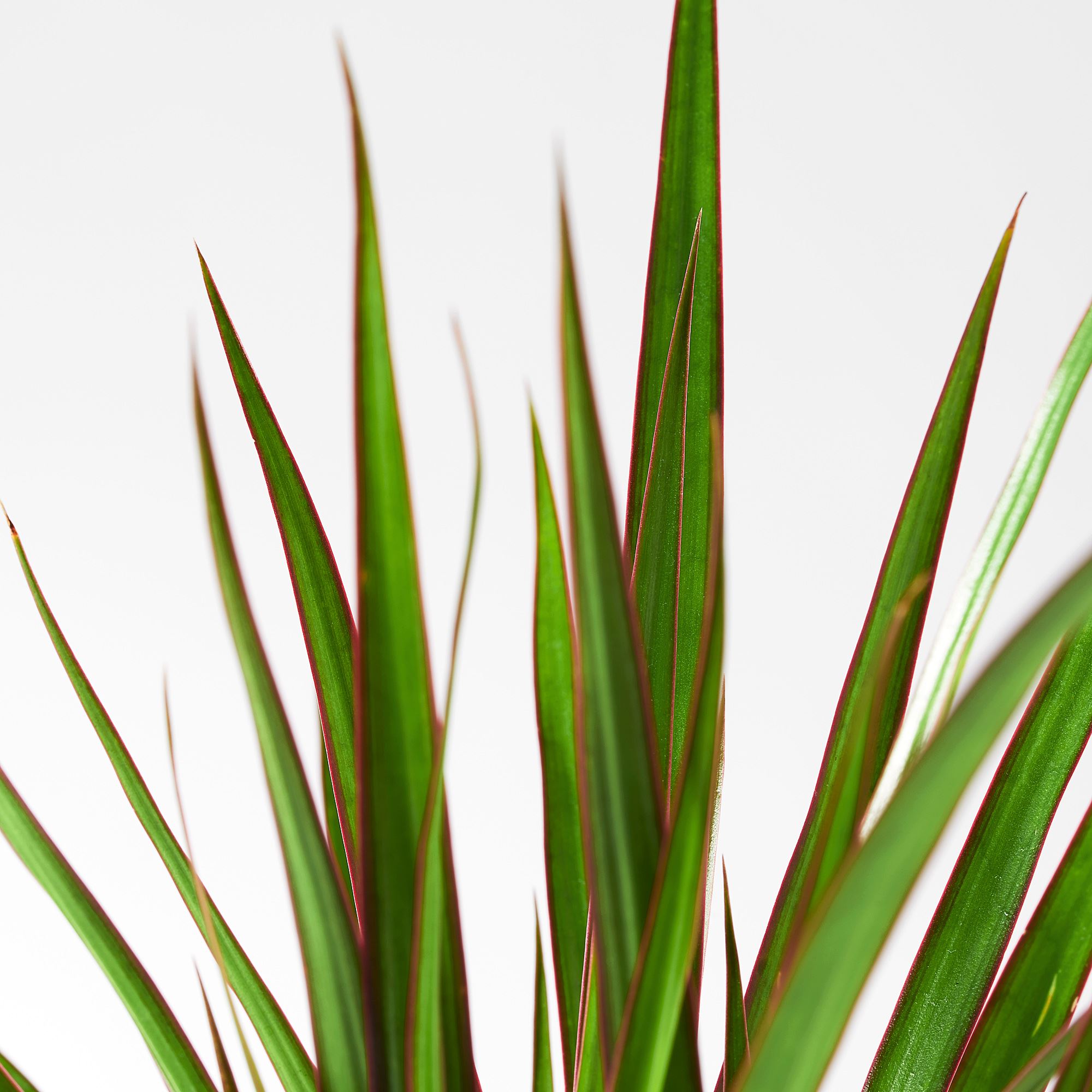 DRACAENA MARGINATA yeşil 12 cm canlı bitki - 80507156 | IKEA