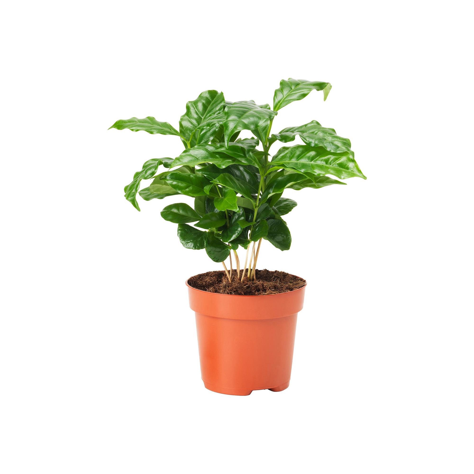 COFFEA