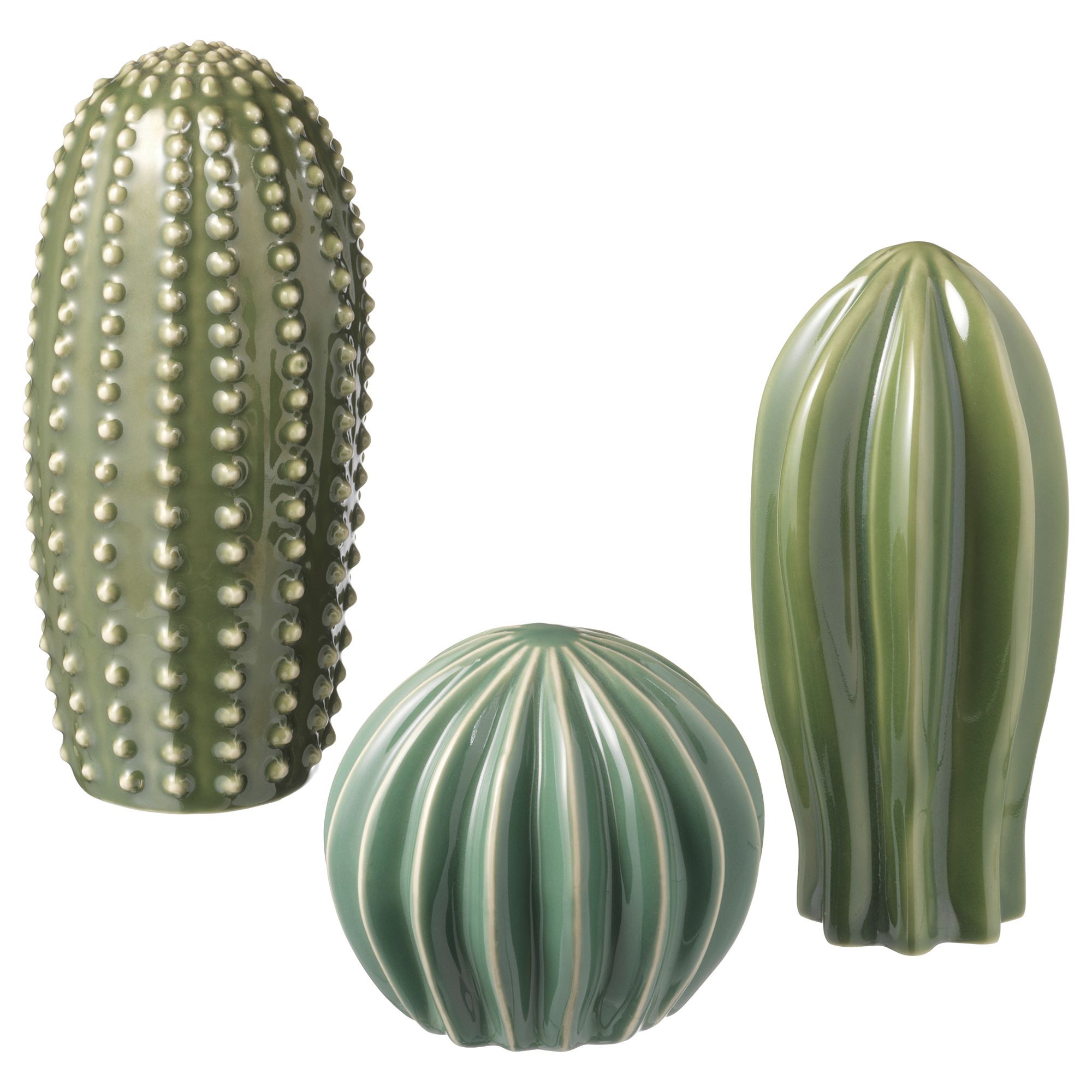 ブラータ CACTUS GREEN購入品 cactus.green | Dorstenia gigas f. bullata seedling selected 今年も