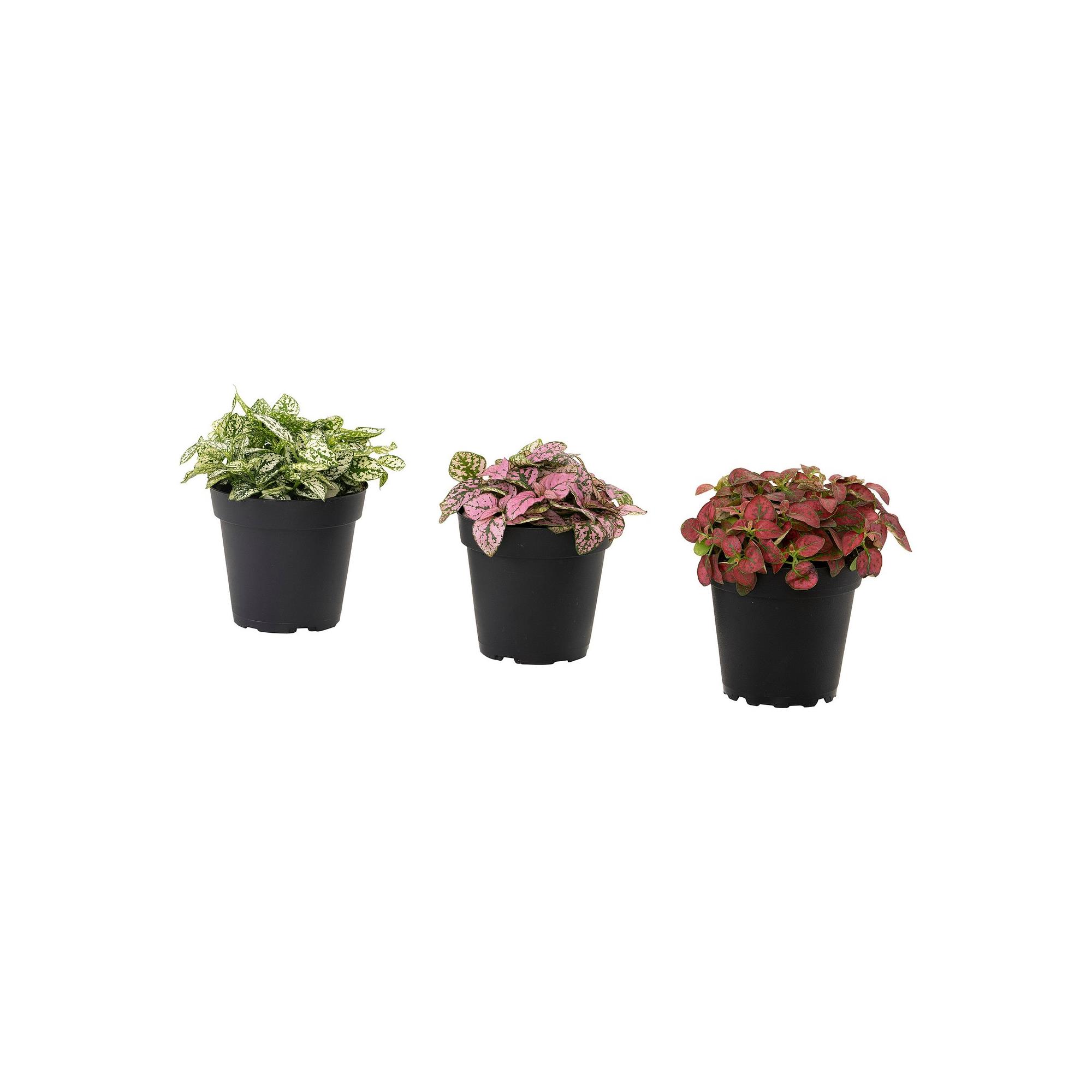 HYPOESTES