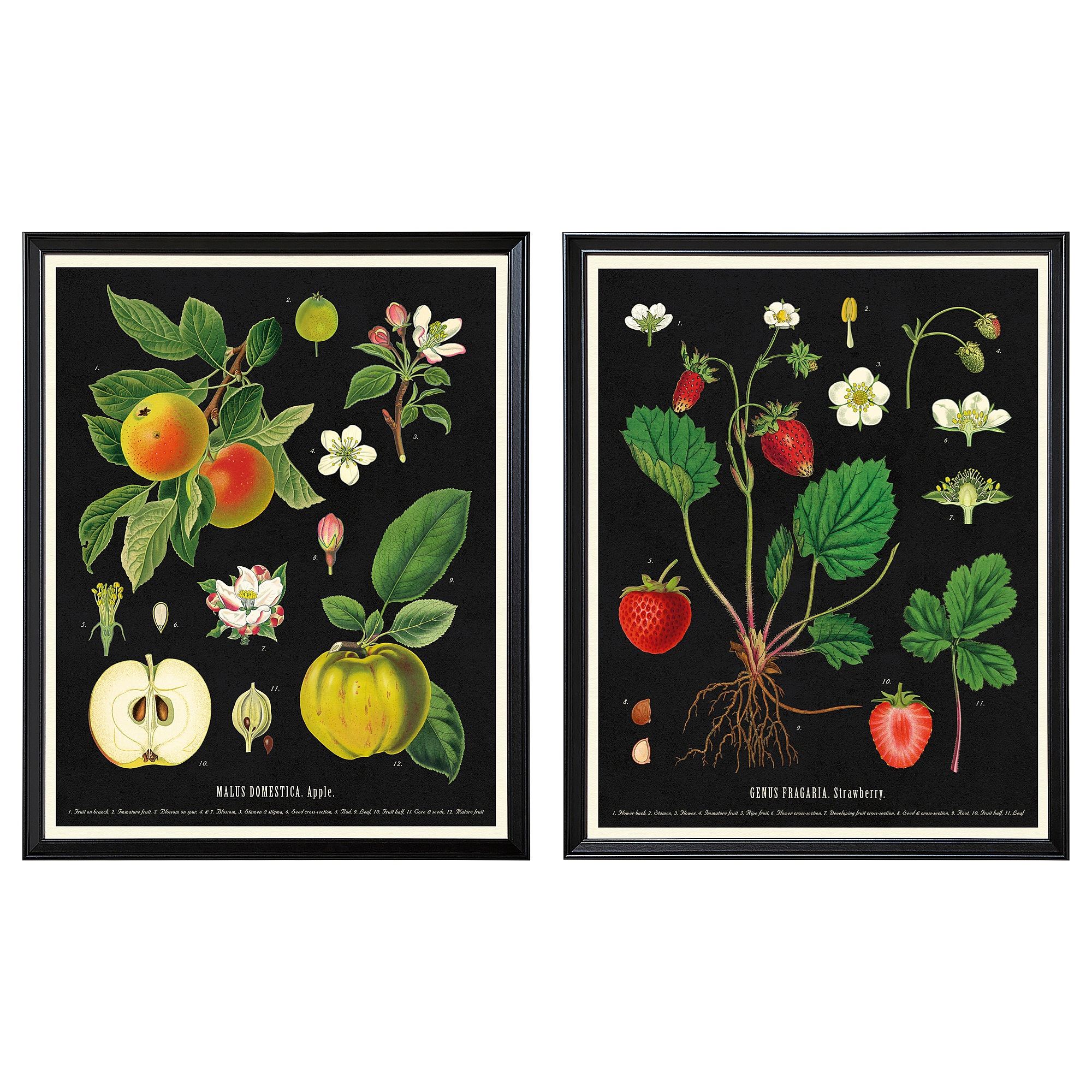 KNOPPANG eski̇ botani̇k meyve tabloları 40x50 cm çerçeveli resim