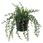 senecio