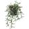 senecio radicans