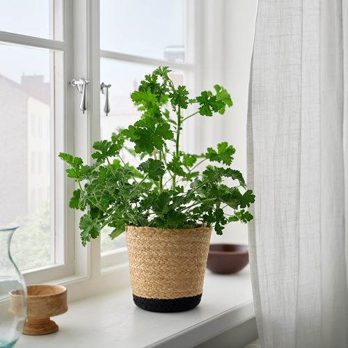 IKEA - TARNMAS, rattan plant pot, beige/black, 15 cm