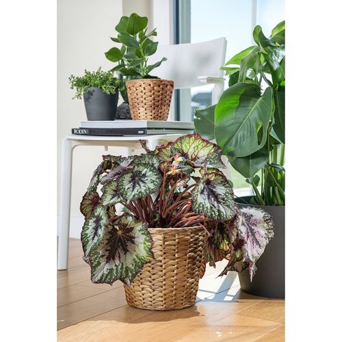 IKEA - FRIDFULL, rattan saksı, su sümbülü, 19 cm