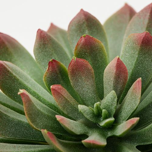 IKEA - FEJKA, artificial potted plant with pot, green