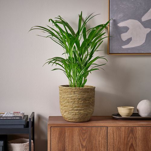 IKEA - SANDÖDLA, rattan plant pot, water hyacinth, 19 cm