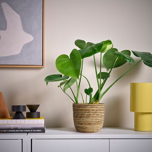 IKEA - SANDÖDLA, rattan plant pot, water hyacinth, 15 cm