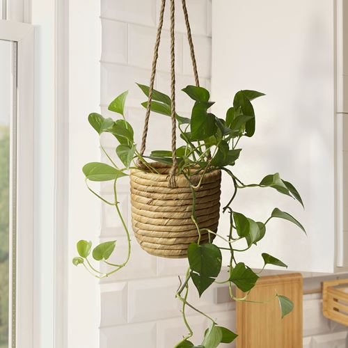 IKEA - SANDÖDLA, hanging planter, water hyacinth, 9 cm