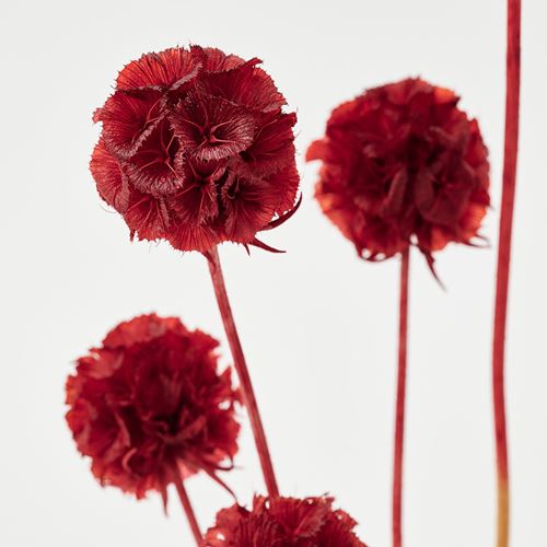 IKEA - TORKA, dried bouquet, scabiosa stellata red, 40 cm