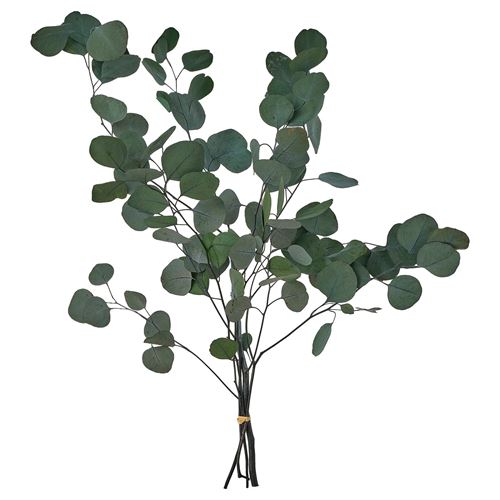 eucalyptus green