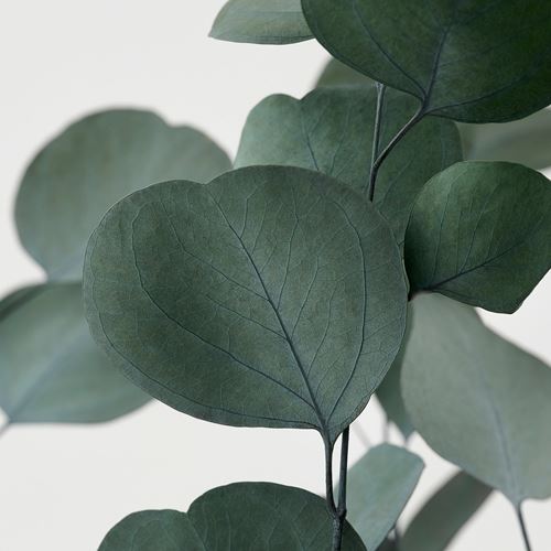 IKEA - TORKA, dried bouquet, eucalyptus green, 70 cm