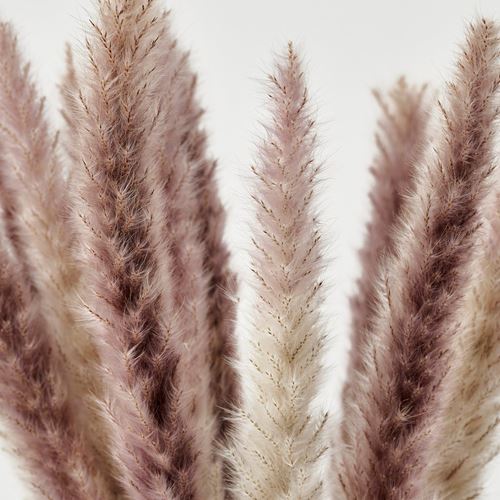 IKEA - TORKA, dried bouquet, reed, 70 cm