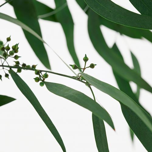 IKEA - TORKA, dried bouquet, green, 70 cm