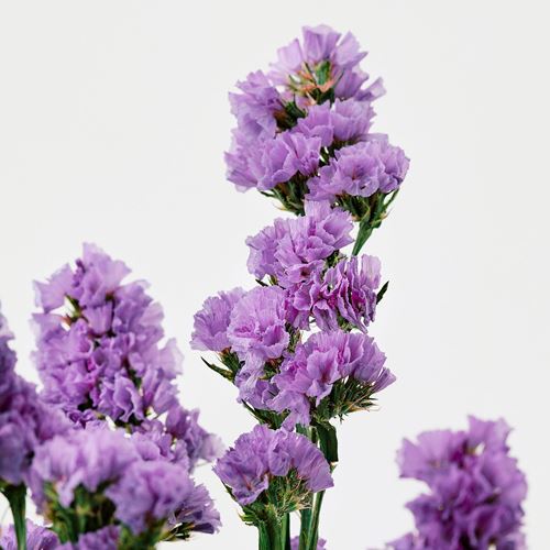 IKEA - TORKA, dried bouquet, lilac, 70 cm