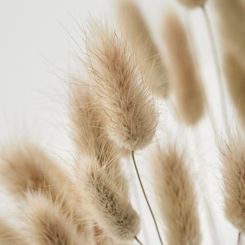 IKEA - TORKA, dried bouquet, natural, 60 cm
