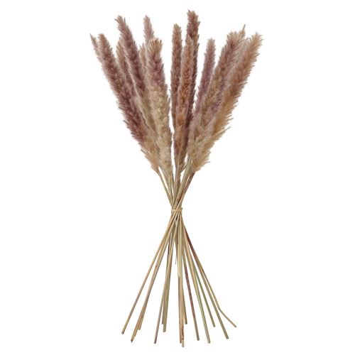 reed