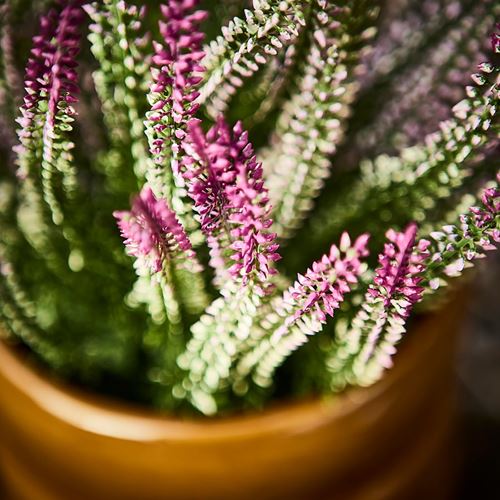IKEA - FEJKA, artificial plant, lilac, 12 cm