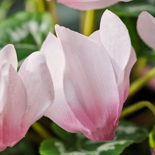 IKEA - FEJKA, artificial plant, light pink, 12 cm