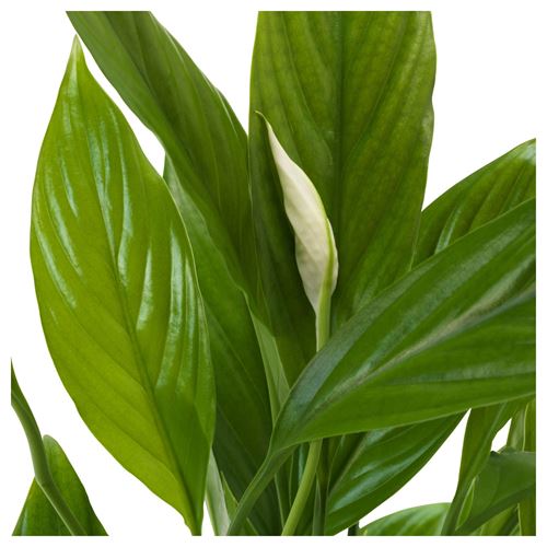 IKEA - SPATHIPHYLLUM, canlı bitki, beyaz-yeşil, 17 cm