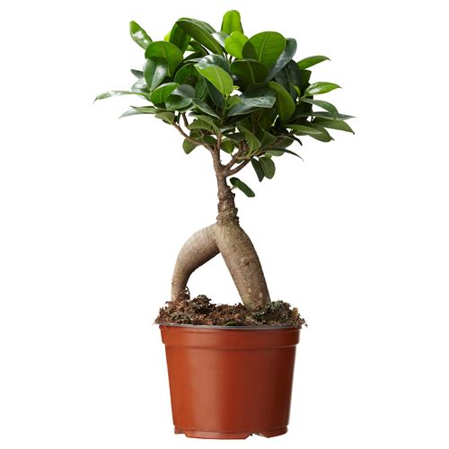 IKEA - FICUS, canlı bitki, yeşil, 14 cm