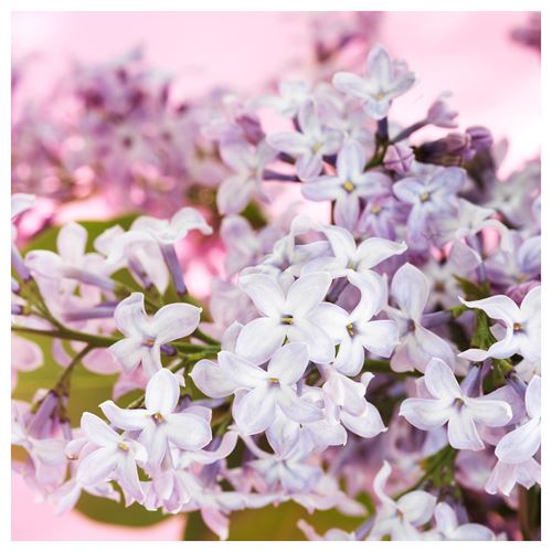 IKEA - MORKULLA, scented candle in cup, multicolour, 12 hr