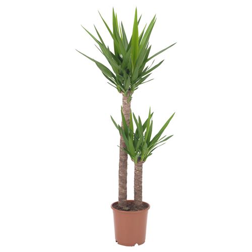 IKEA - YUCCA ELEPHANTIPES, potted plant, green, 24 cm